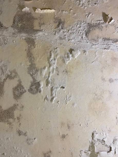 Best Post-Flood Mold Remediation in Pottsgrove, PA